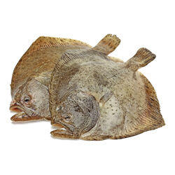 Rodaballo de 1-2kg kg