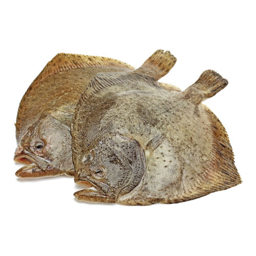 Rodaballo de 1-2kg kg image number