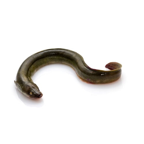 Congrio entero 5 a 7kg image number