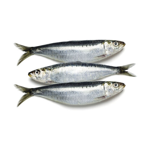 SARDINA kg image number