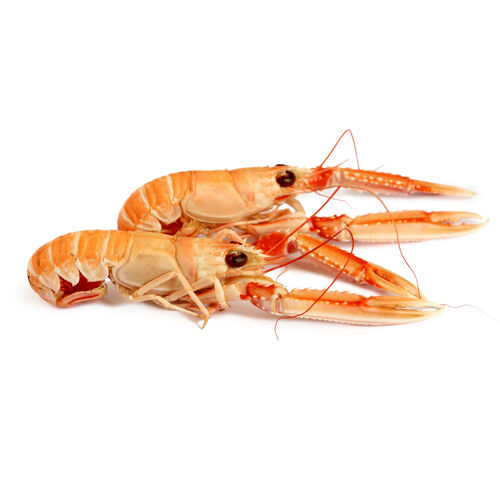 CIGALA FRESCA ARROCERA, KILO image number