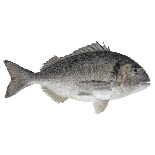 Dorada grande 1100 a 1400g kg image number