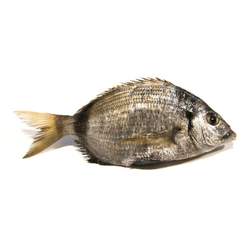 XARGO 600/800g image number