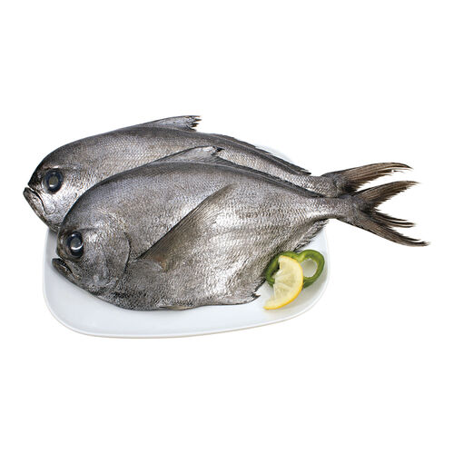 Palometa negra kg image number