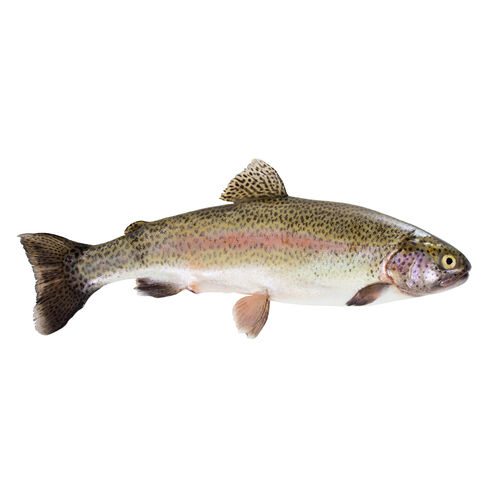 Pescadilla de enroscar kg image number