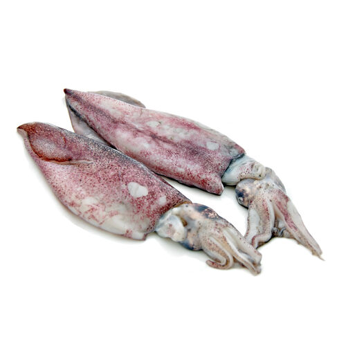 Chipiron kg image number
