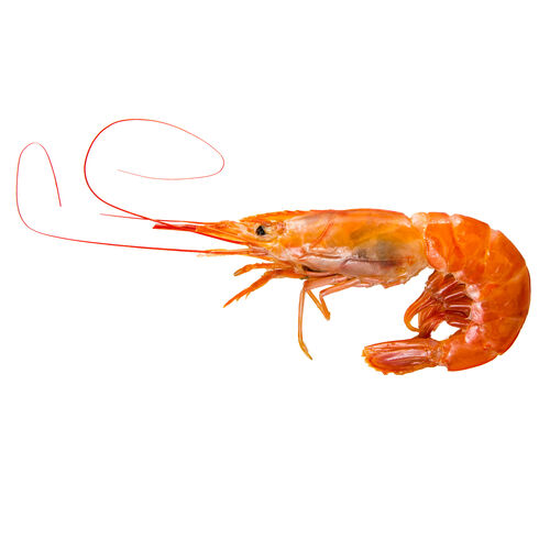 LANGOSTINO Nº 1 GRANEL kg image number