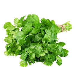 Cilantro blister 20g
