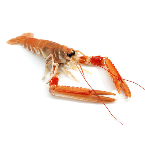 Cigala fresca mediana kg image number