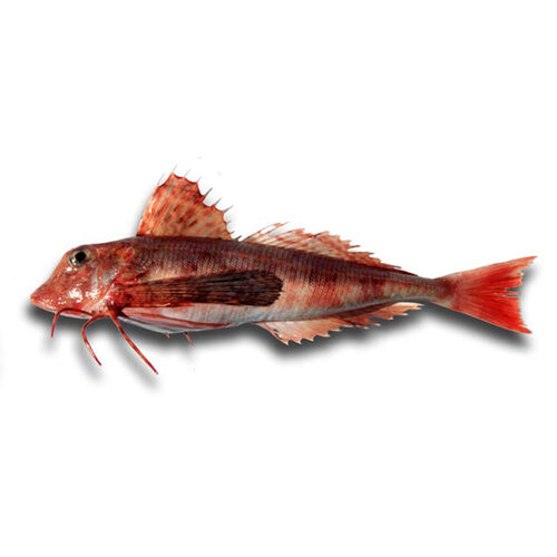 Golondros kg image number