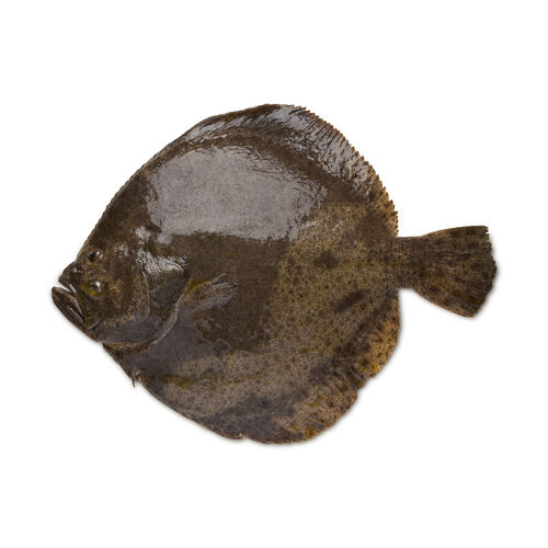 Rodaballo salvaje kg image number