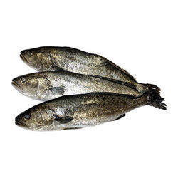 Corvina kg