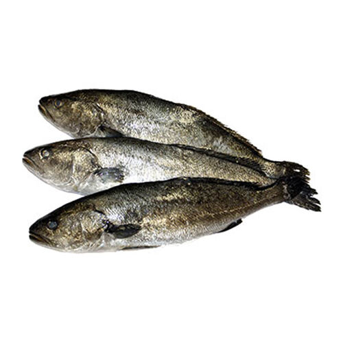 Corvina kg image number