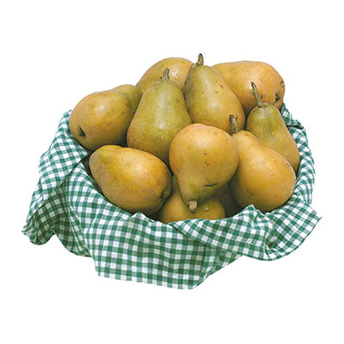 Pera champion, kg image number