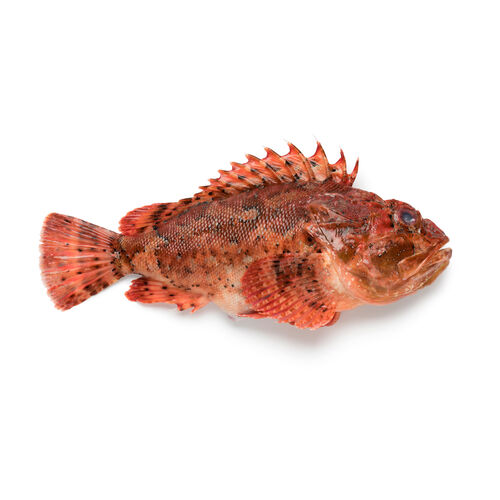 Cabracho kg image number
