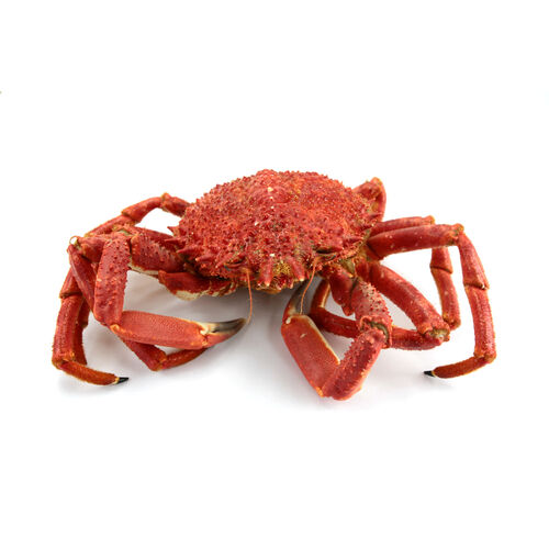 Centollos cantabrico kg image number