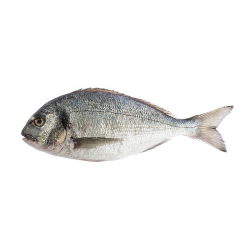 Dorada salvaje image number