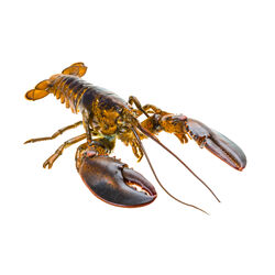 BOGAVANTE ud