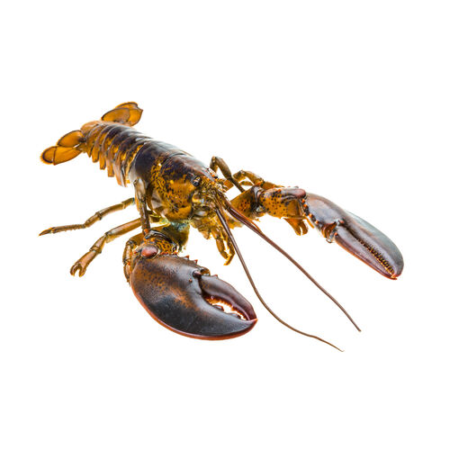 Bogavante ud image number