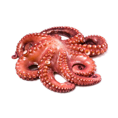 PULPO CRUDO 45337 kg image number