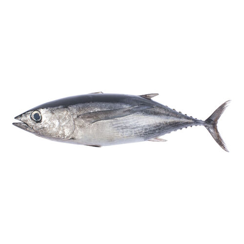 Bonito del Norte por entero 5-6kg image number