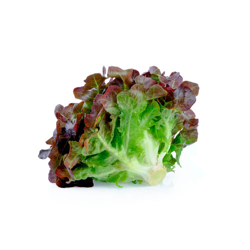Lechuga hoja de Roble ud image number