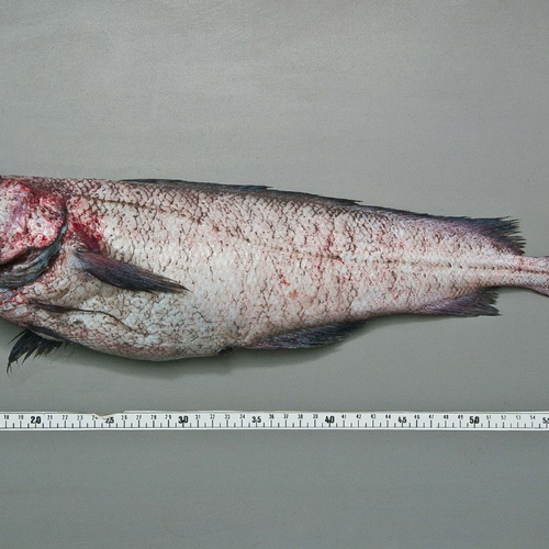 BARBOS, KG. image number