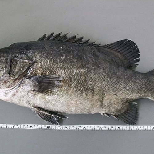 MERO RODAJAS, KG image number