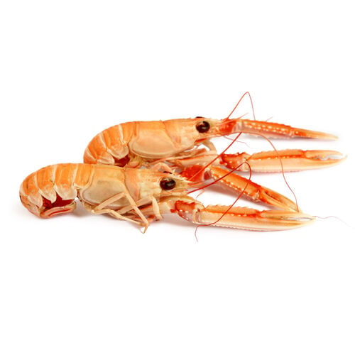 Cigala fresca arrocera, kg image number
