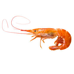 LANGOSTINO ARGENTINO Nº2 kg